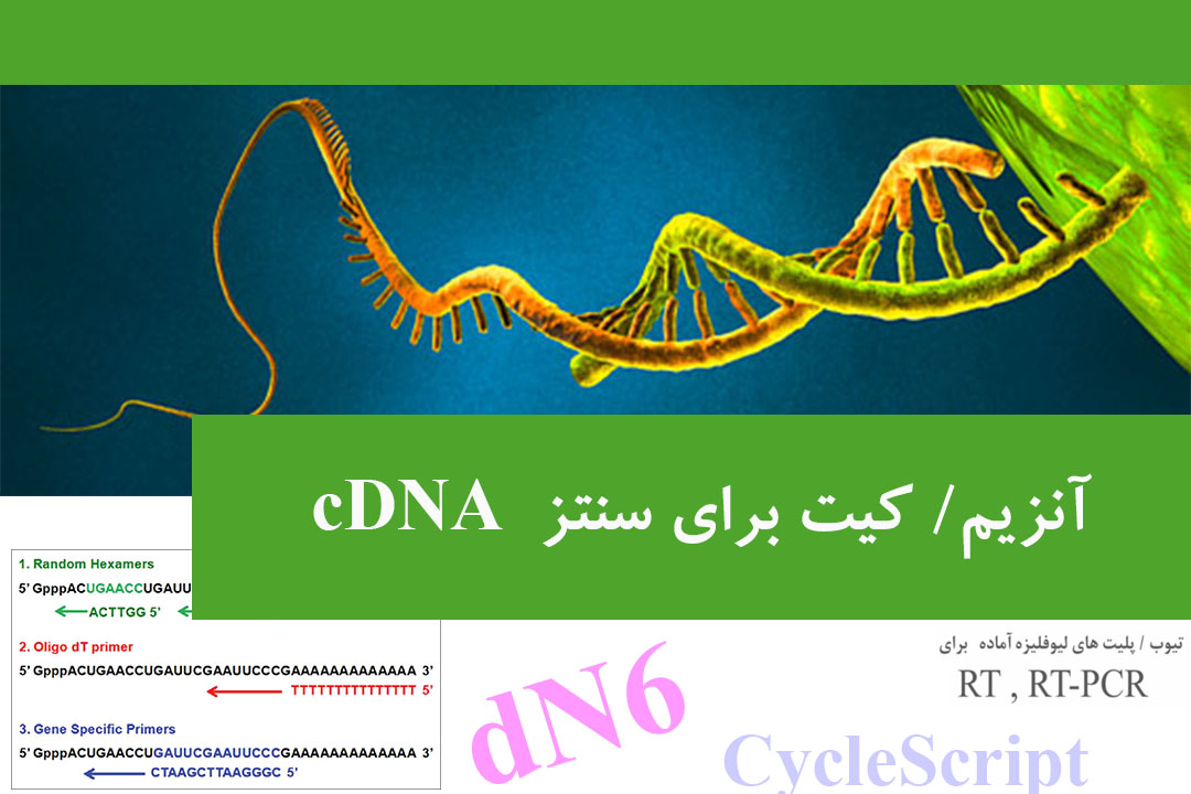 cDNA Synthesis